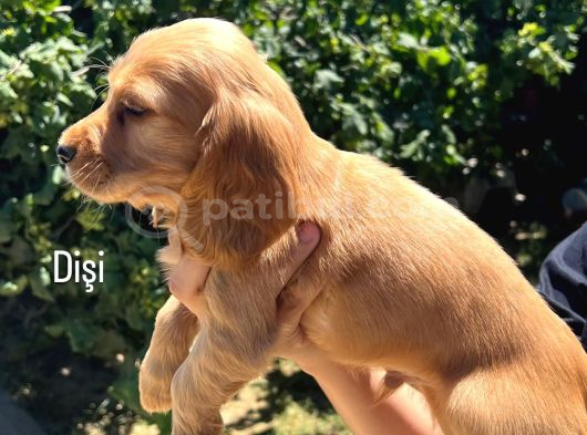 Cocker Yavrular Baby Face görsel