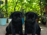 Pug mobs bebekler