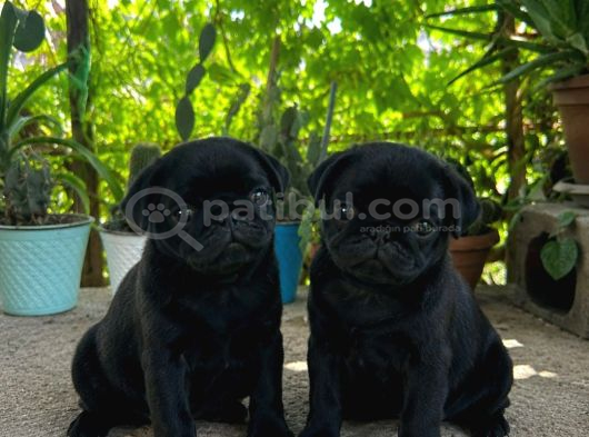 Pug Mobs Bebekler