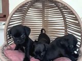 Pug Mobs Bebekler