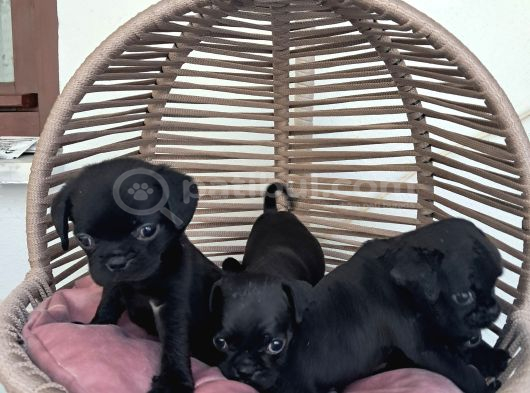 Pug Mobs Bebekler görsel