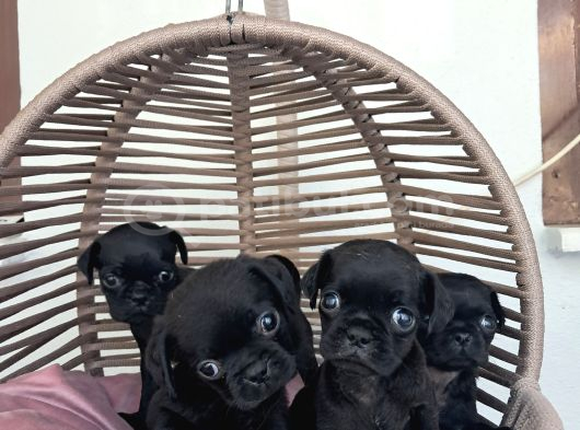 Pug Mobs Bebekler görsel