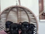 Pug Mobs Bebekler