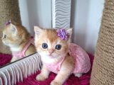 Safkan Golden Ny 12 Bebekler