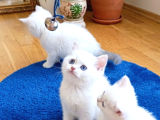 Safkan Golden Ny 12 Bebekler