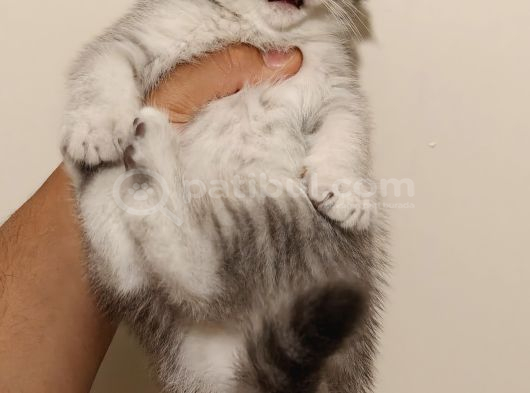 Scottish Fold Dişi