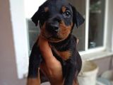 Doberman Yavrul Sağlık Ve Irk Garan