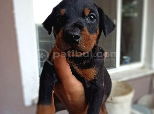 Doberman Yavrul Sağlık Ve Irk Garan görsel