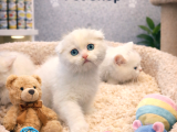 Karbeyaz Çok Güzel British Shorthair Yavrumuz