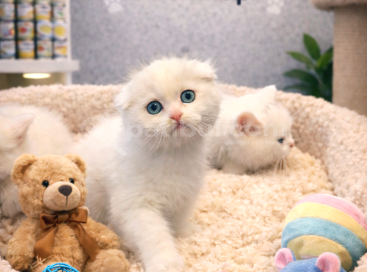 Karbeyaz Çok Güzel British Shorthair Yavrumuz görsel