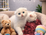 Karbeyaz Çok Güzel British Shorthair Yavrumuz