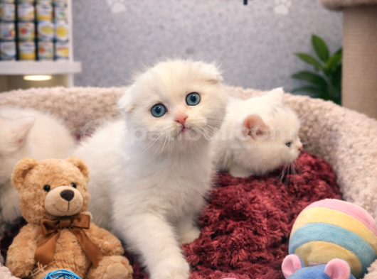 Karbeyaz Çok Güzel British Shorthair Yavrumuz görsel