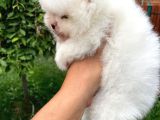 Pomerani̇an Teacup Bebekleri̇mi̇z