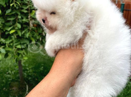 Pomerani̇an Teacup Bebekleri̇mi̇z görsel