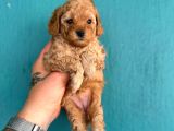 Poodle Yavrularimiz Hazir Her Renk Mevcut