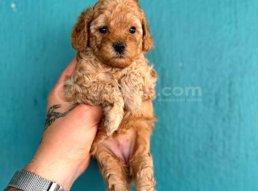Poodle Yavrularimiz Hazir Her Renk Mevcut görsel