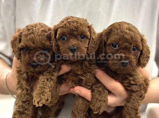 Toy Poodle Sevi̇mli̇ Yavrular Ev Üreti̇mi̇ görsel