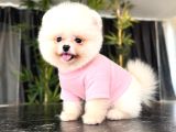 Pomerani̇an Teacup Bebekleri̇mi̇z