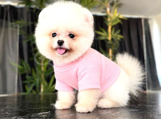 Pomerani̇an Teacup Bebekleri̇mi̇z görsel