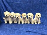 Malti̇poo Ci̇nsi̇ Yavrular Ev Üreti̇mi̇