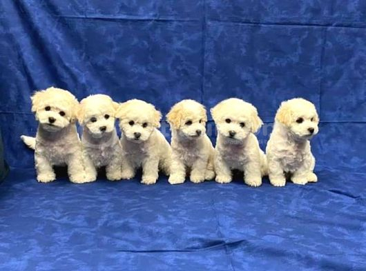 Malti̇poo Ci̇nsi̇ Yavrular Ev Üreti̇mi̇ görsel