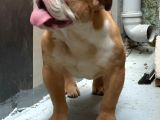 6 Aylık Ingiliz Buldog  İstanbul