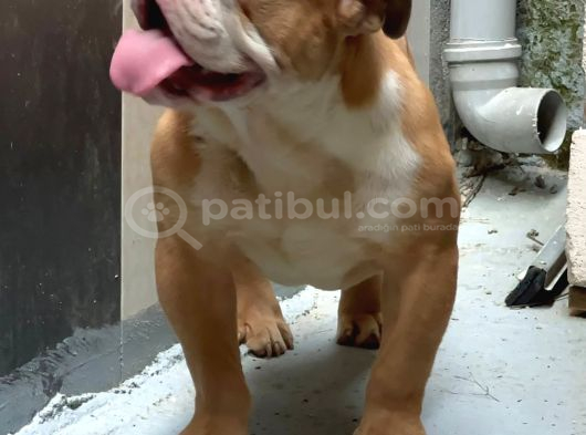6 Aylık Ingiliz Buldog  İstanbul görsel