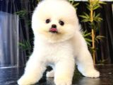 POMERANİAN TEACUP BEBEKLERİMİZ