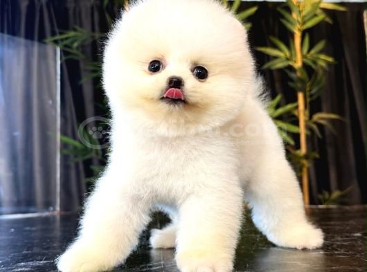 Pomerani̇an Teacup Bebekleri̇mi̇z