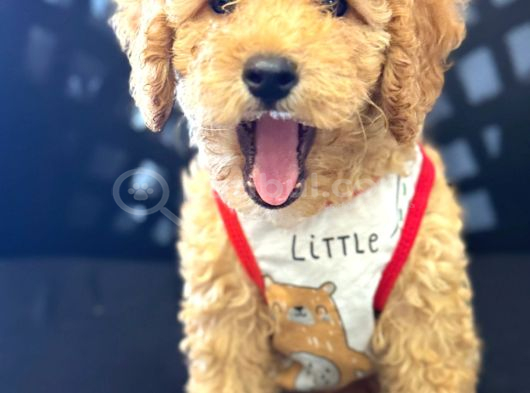 Poodle Yavrularimiz Hazir Her Renk Mevcut