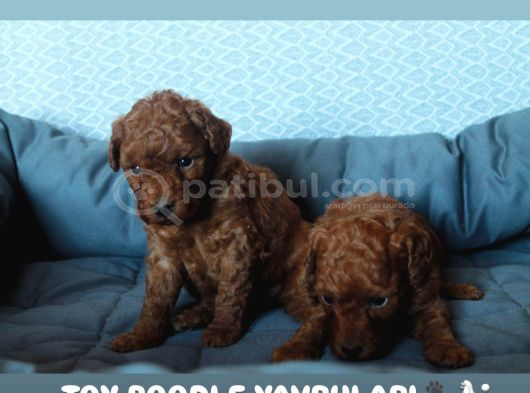 Toy Poodle Red Brown Yavrularimiz Yeni̇ Ai̇leleri̇ni̇ Bekli̇yor