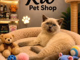 Çok Tatlı Oyuncu British Shorthair Yavrumuz