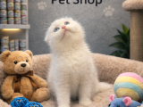Karbeyaz Çok Güzel British Shorthair Yavrumuz