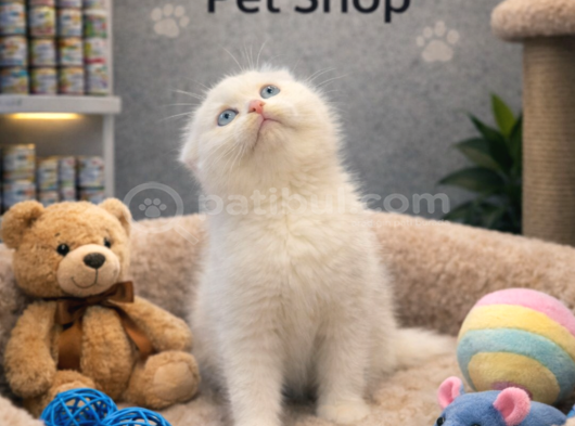 Karbeyaz Çok Güzel British Shorthair Yavrumuz görsel
