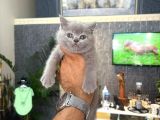 Irk Ve Sağlik Garanti̇li̇ Bri̇ti̇sh Yavrularimiz