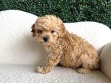 Irk Ve Sağlik Garanti̇li̇ Malti̇poo Bebekleri̇mi̇z