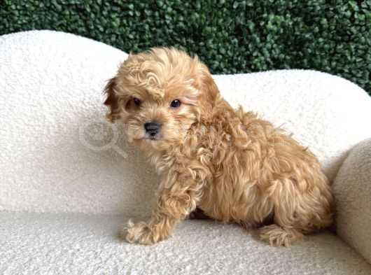 Irk Ve Sağlik Garanti̇li̇ Malti̇poo Bebekleri̇mi̇z görsel