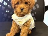 Poodle Yavrularimiz Hazir Her Renk Mevcut