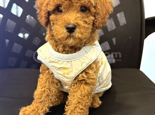 Poodle Yavrularimiz Hazir Her Renk Mevcut görsel