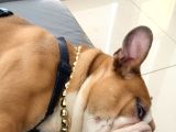 6 Aylık Ingiliz Buldog  İstanbul