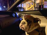 6 aylık ingiliz buldog  İstanbul