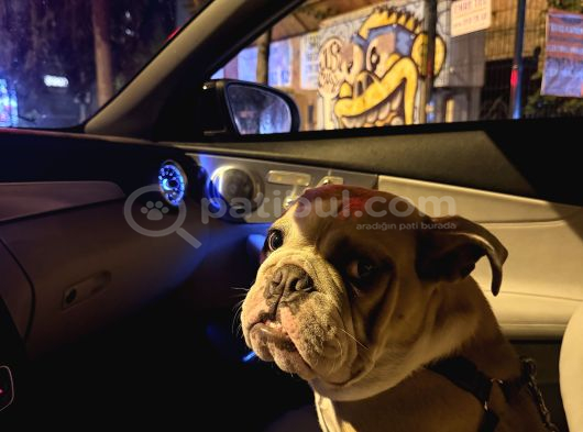 6 Aylık Ingiliz Buldog  İstanbul