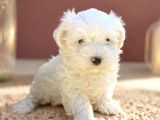 Kar Beyaz Irk Garantili Maltese Terrier Yavrular