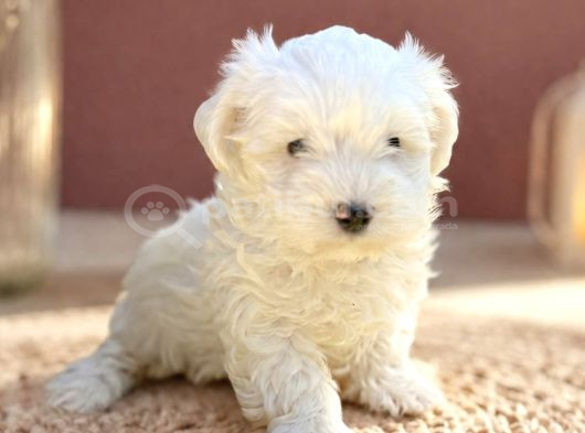 Kar Beyaz Irk Garantili Maltese Terrier Yavrular