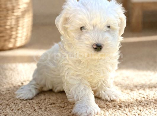 Kar Beyaz Irk Garantili Maltese Terrier Yavrular görsel