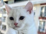 British Shorthair Beyaz Yavrular  Kedi Bursa