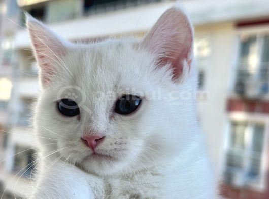 British Shorthair Beyaz Yavrular  Kedi Bursa görsel