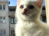 British Shorthair Beyaz Yavrular  Kedi Bursa