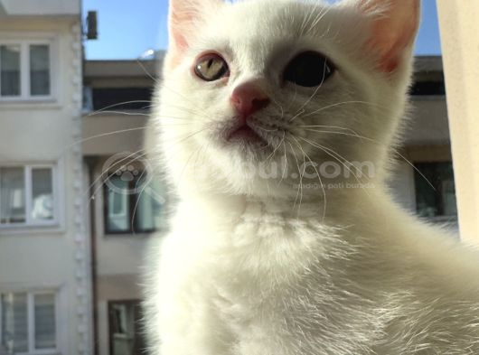 British Shorthair Beyaz Yavrular  Kedi Bursa görsel