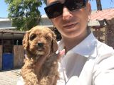 Maltipoo Yavrula Sağlık Ve Irk Garan
